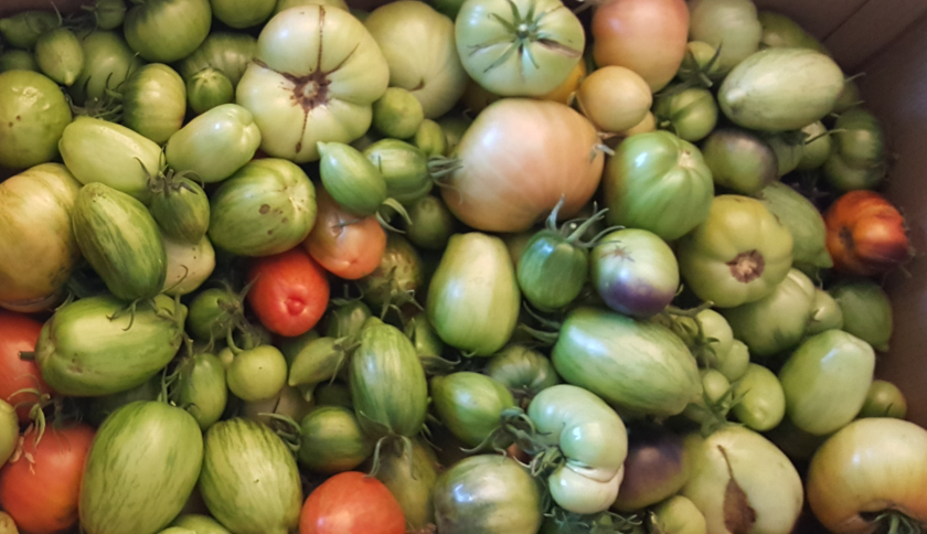 green_tomatoes