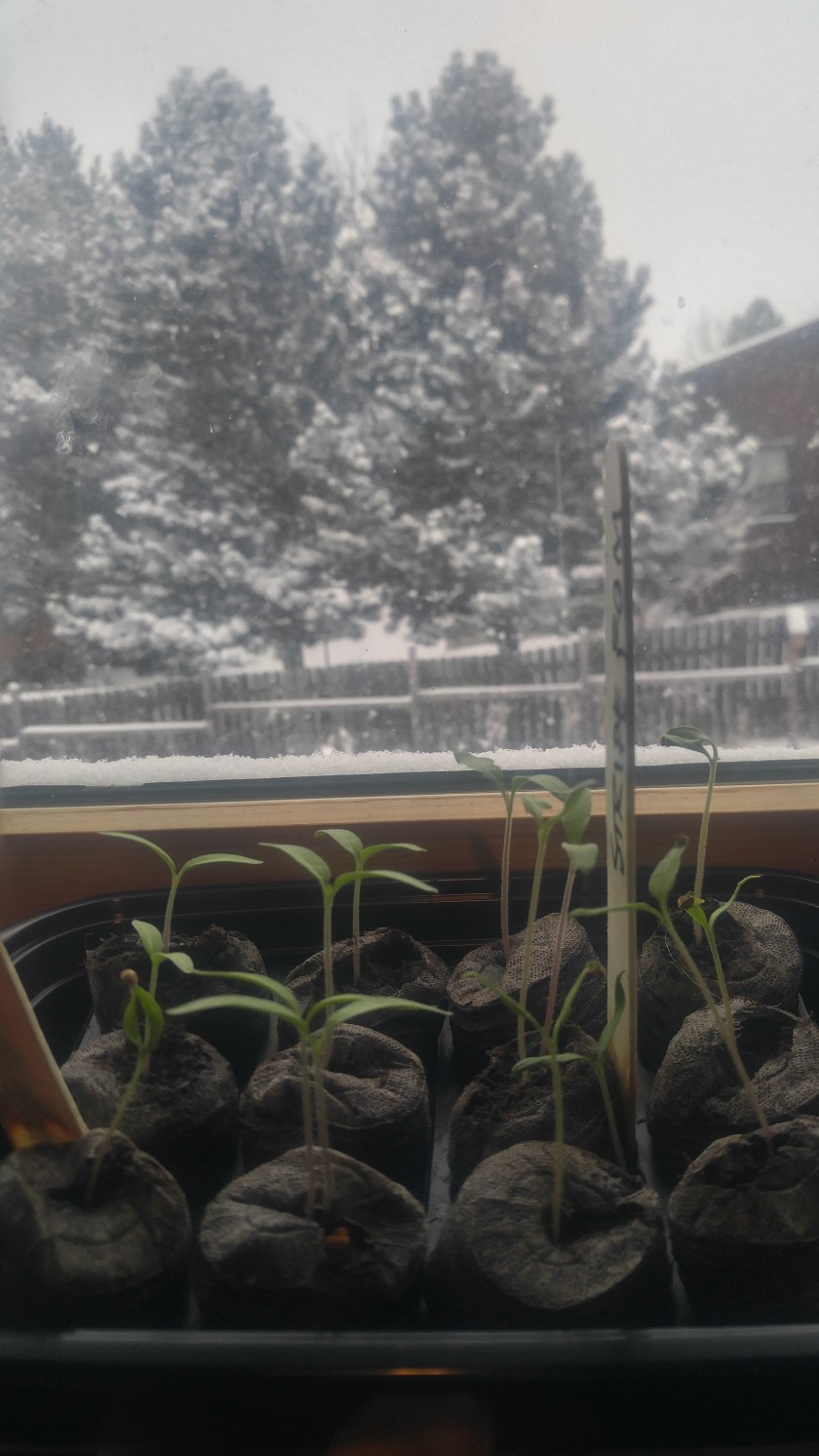 20190128_090405_hdr28129